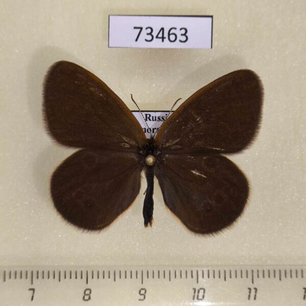 Satyridae Coenonympha oedippus Primorye