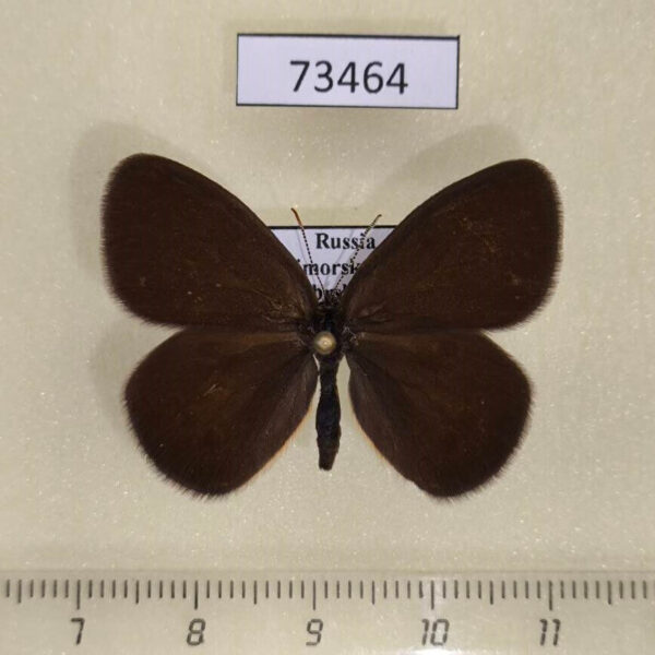 Satyridae Coenonympha oedippus Primorye