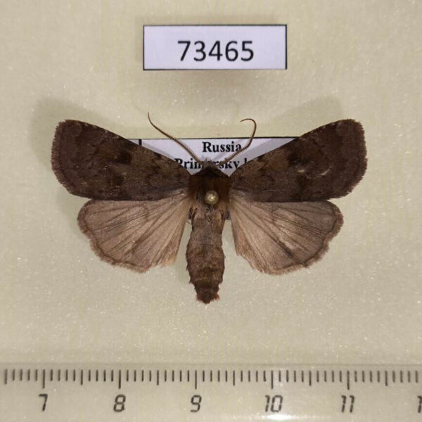 Noctuidae Lycophotia cissigma Primorye