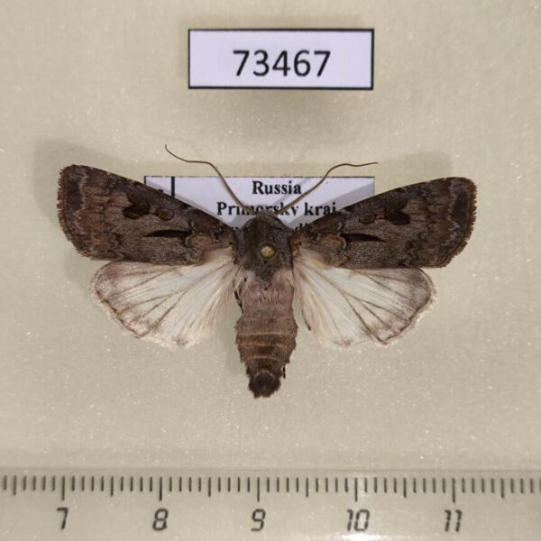 Noctuidae Agrotis exclamationis Primorye