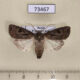 73467p Noctuidae Agrotis exclamationis Primorye $6