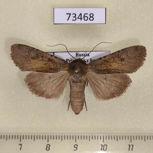 Noctuidae Euxoa sibirica Primorye