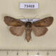 73468p Noctuidae Euxoa sibirica Primorye $6