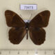 73473p Satyridae Lethe diana Kunaschir isl. $9
