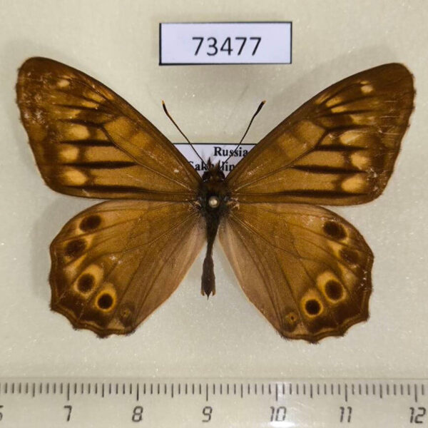 Satyridae Zophoessa callipteris Kunaschir isl.