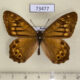 73477p Satyridae Zophoessa callipteris Kunaschir isl. $12