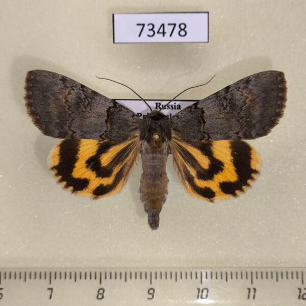 Noctuidae Catocala danilovi Primorye
