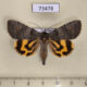 73478p Noctuidae Catocala danilovi Primorye $150
