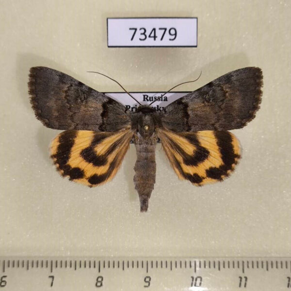 Noctuidae Catocala danilovi Primorye