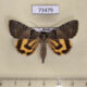 73479p Noctuidae Catocala danilovi Primorye $150