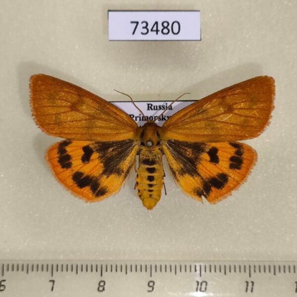 Arctiidae Diacrisia irene f Primorye