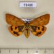 73480p Arctiidae Diacrisia irene f Primorye $7