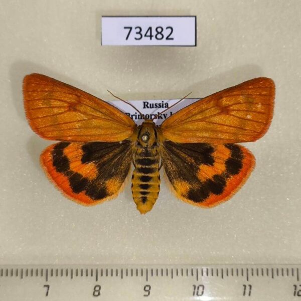 Arctiidae Diacrisia irene f Primorye