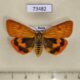 73482p Arctiidae Diacrisia irene f Primorye $9