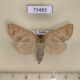 73483p Notodontiidae Clostera anastomosis Tyva rep. $4