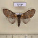73484p Notodontiidae Notodonta dromedarus sibirica f Tyva rep. $6