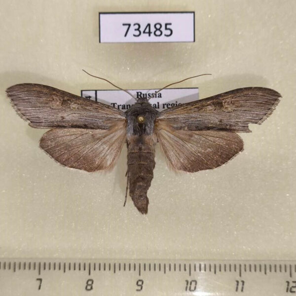 Noctuidae Cucullia distinguenda Tranbaikal reg.