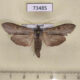 73485p Noctuidae Cucullia distinguenda Tranbaikal reg. $4