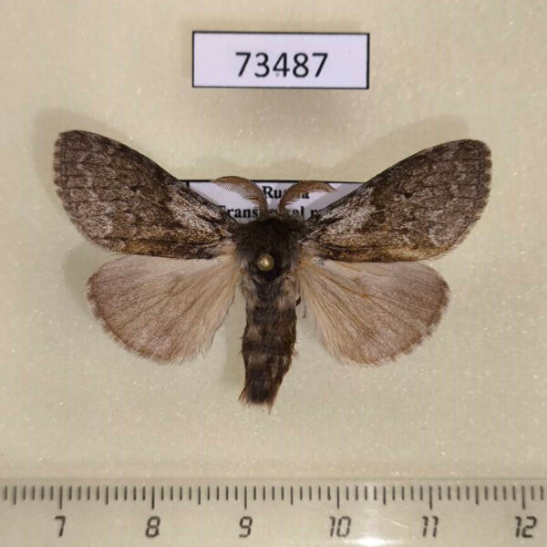 Lymantridae Calliteara abietis argenata Transbaikal reg.