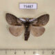 73487p Lymantridae Calliteara abietis argenata Transbaikal reg. $5