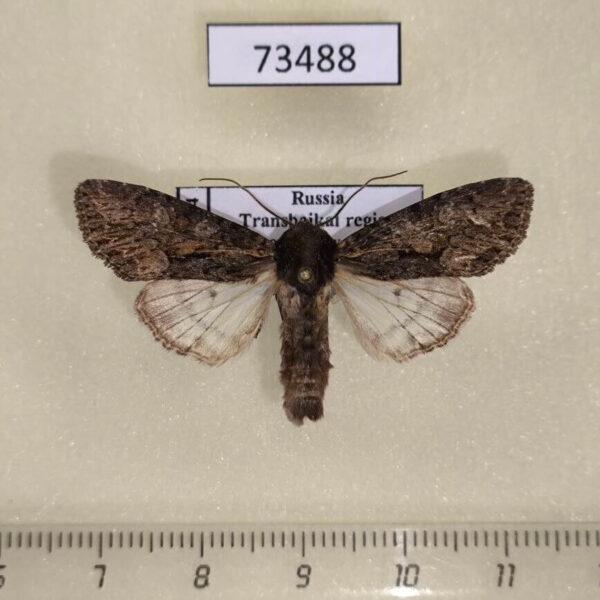 Noctuidae Mniotype bathensis Transbaikal reg.
