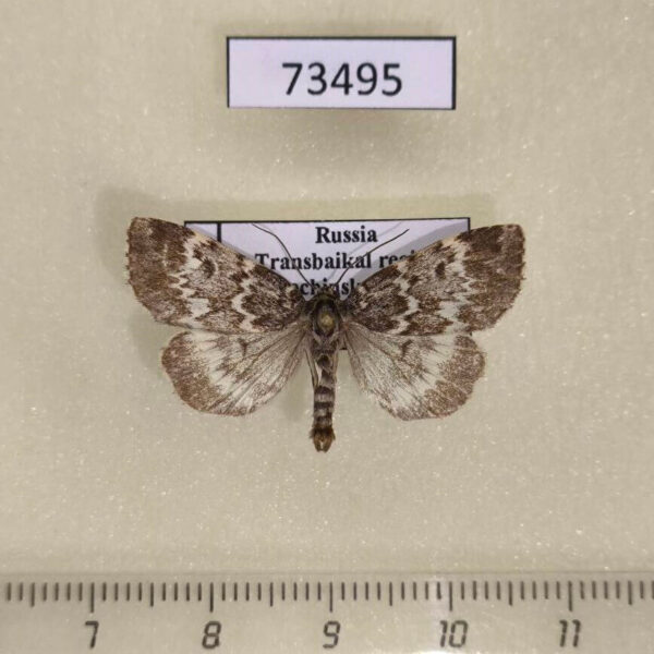 Noctuidae Xestia penthima Transbaikal reg.