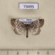 73495p Noctuidae Xestia penthima Transbaikal reg. $25