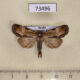 73496p Noctuidae Antha grata Primorye $8