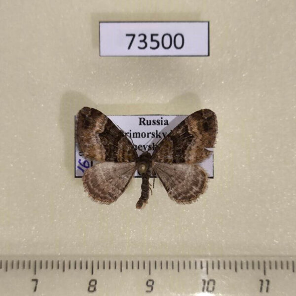 Geometridae Xanthorhoe ferrugata Primorye