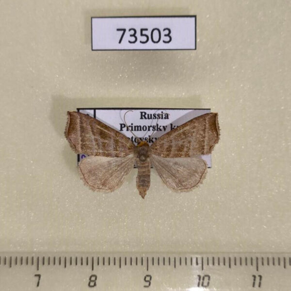 Noctuidae Remmigabara secunda Primorye