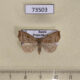 73503p Noctuidae Remmigabara secunda Primorye $12