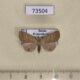 73504p Noctuidae Zanclognatha tarsipennalis Primorye $8