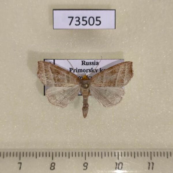 Noctuidae Remmigabara secunda Primorye