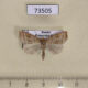 73505p Noctuidae Remmigabara secunda Primorye $6
