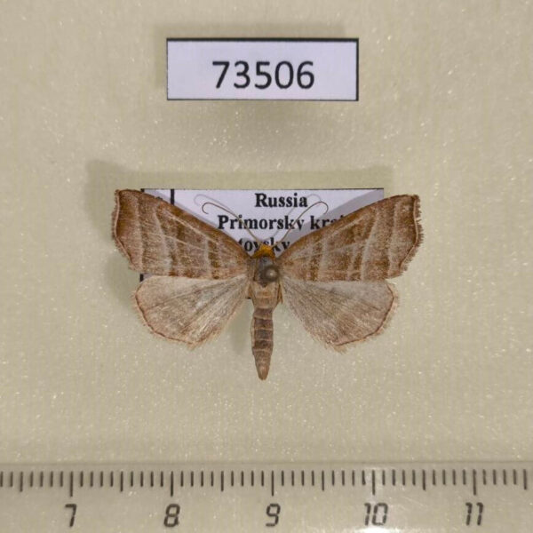 Noctuidae Remmigabara secunda Primorye