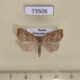 73506p Noctuidae Remmigabara secunda Primorye $12