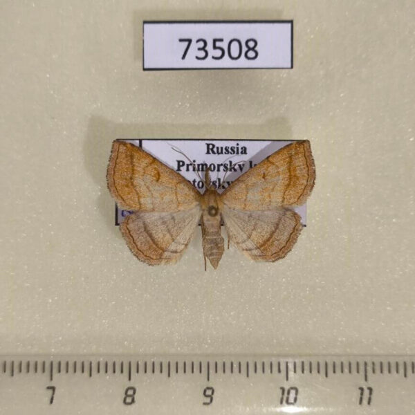 Noctuidae Polypogon gryphalis f Primorye