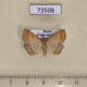 73508p Noctuidae Polypogon gryphalis f Primorye $9