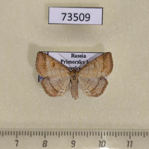 Noctuidae Polypogon gryphalis f Primorye