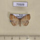 73509p Noctuidae Polypogon gryphalis f Primorye $9