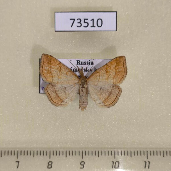 Noctuidae Polypogon gryphalis f Primorye