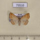73510p Noctuidae Polypogon gryphalis f Primorye $9
