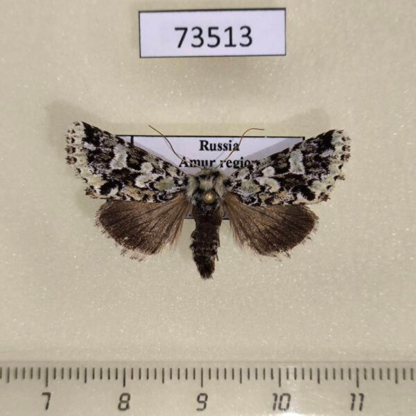 Noctuidae Feralia sauberi Amur reg.