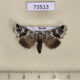 73513p Noctuidae Feralia sauberi Amur reg. $7
