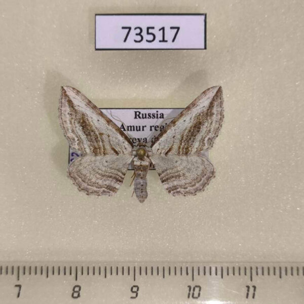Geometridae Horisme aquata Amur reg.