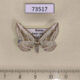 73517p Geometridae Horisme aquata Amur reg. $4