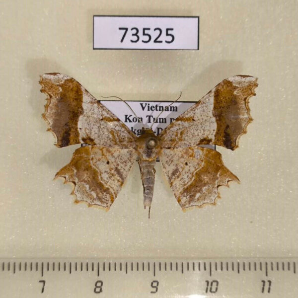Geometridae Krananda oliveomarginata Vietnam