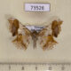 73526p Geometridae Krananda oliveomarginata Vietnam $8