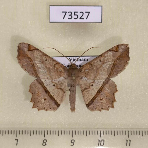 Geometridae Chiasmia cymatodes Vietnam