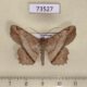 73527p Geometridae Chiasmia cymatodes Vietnam $6